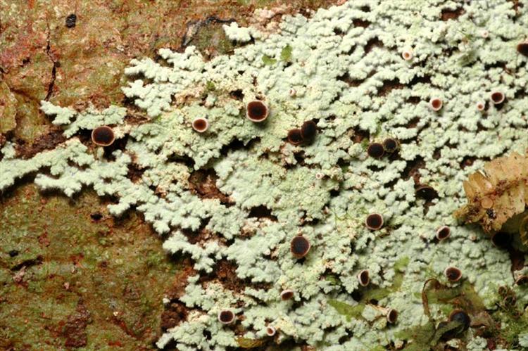 Представитель Семейства Crocyniaceae